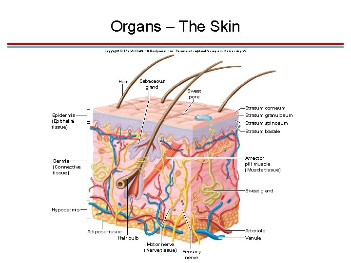 Organs – The Skin Copyright © The Mc. Graw-Hill Companies, Inc. Permission required for