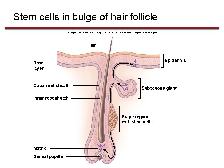 Stem cells in bulge of hair follicle Copyright © The Mc. Graw-Hill Companies, Inc.