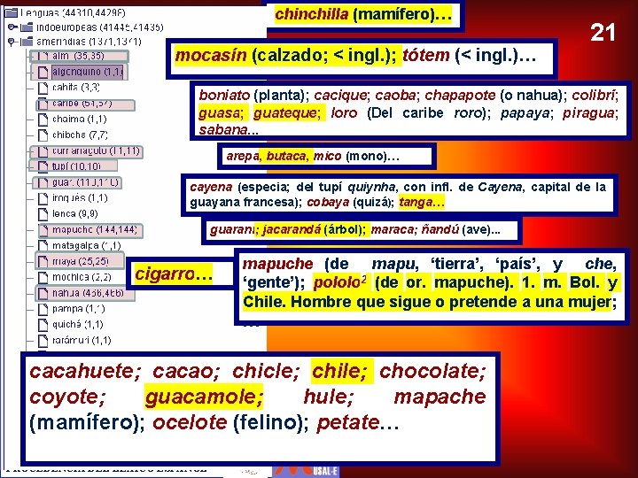 chinchilla (mamífero)… mocasín (calzado; < ingl. ); tótem (< ingl. )… 21 boniato (planta);