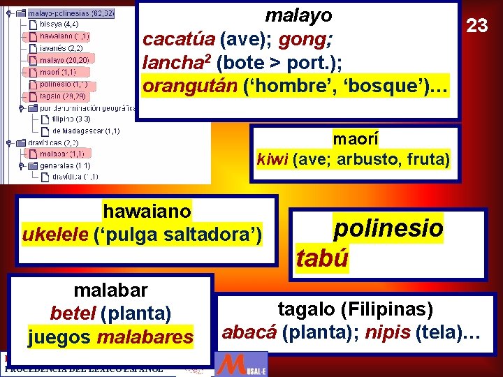 malayo 23 cacatúa (ave); gong; lancha 2 (bote > port. ); orangután (‘hombre’, ‘bosque’)…