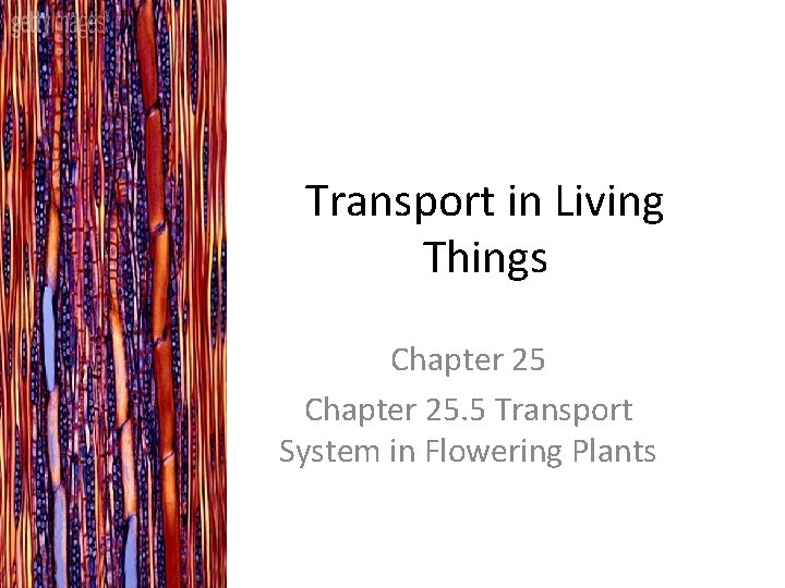 Transport in Living Things Chapter 25. 5 Transport System in Flowering Plants 