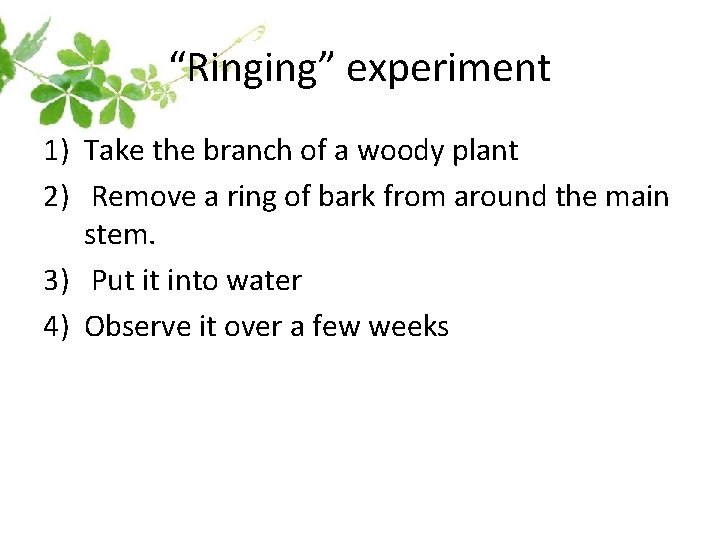 “Ringing” experiment 1) Take the branch of a woody plant 2) Remove a ring “Ringing” experiment 1) Take the branch of a woody plant 2) Remove a ring