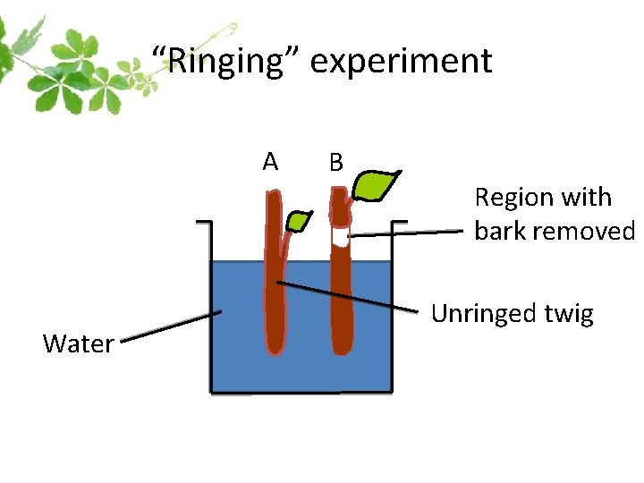 “Ringing” experiment A Water B Region with bark removed Unringed twig 