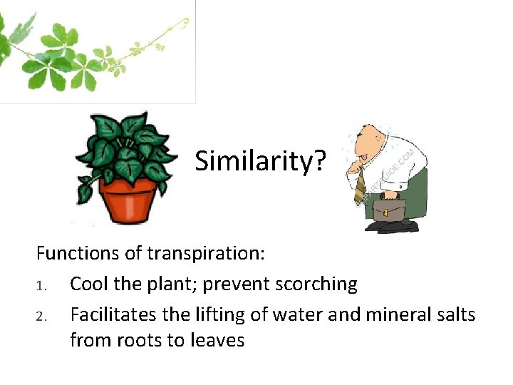 Similarity? Functions of transpiration: 1. Cool the plant; prevent scorching 2. Facilitates the lifting
