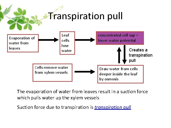 Transpiration pull Evaporation of water from leaves Leaf cells lose water Cells remove water