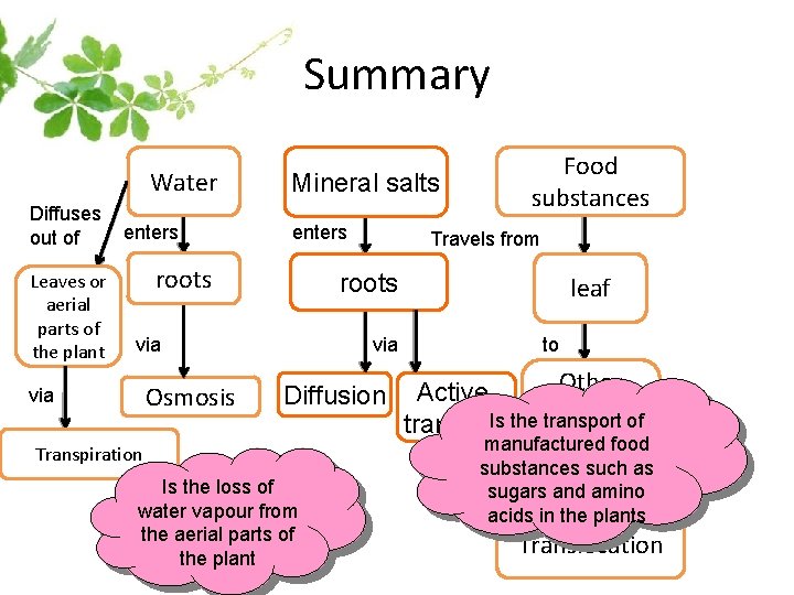 Summary Water Diffuses out of Leaves or aerial parts of the plant enters Mineral