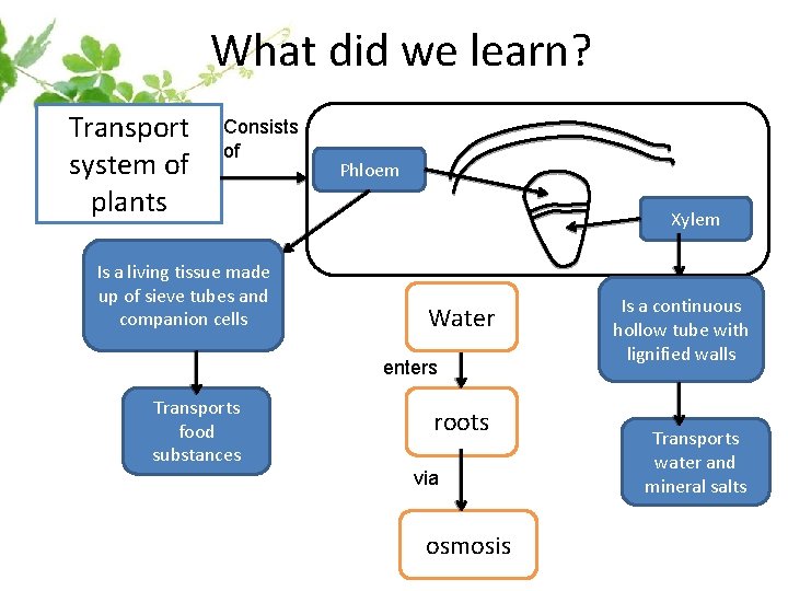 What did we learn? Transport system of plants Consists of Is a living tissue What did we learn? Transport system of plants Consists of Is a living tissue