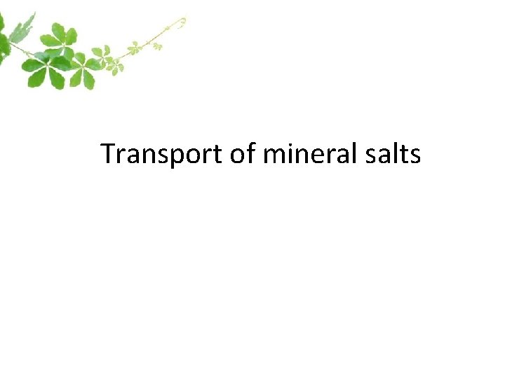 Transport of mineral salts Transport of mineral salts