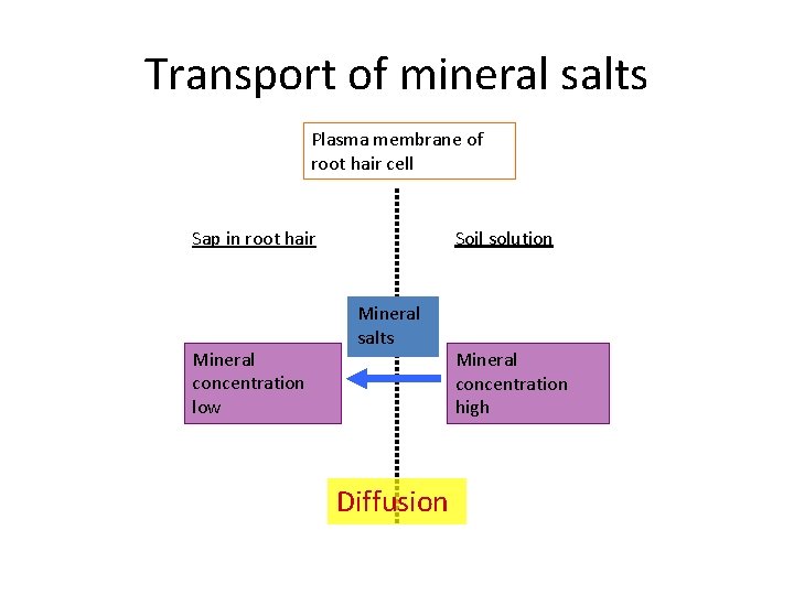 Transport of mineral salts Plasma membrane of root hair cell Soil solution Sap in