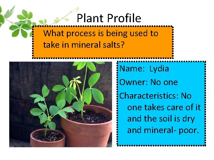 Plant Profile What process is being used to take in mineral salts? Name: Lydia