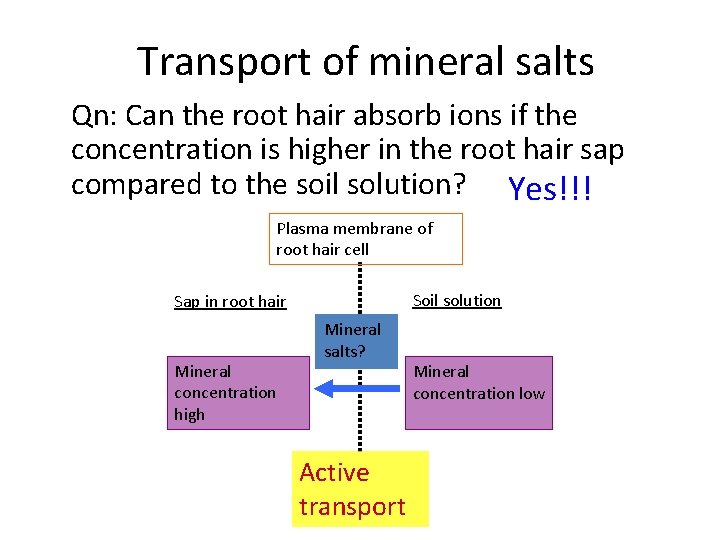 Transport of mineral salts Qn: Can the root hair absorb ions if the concentration