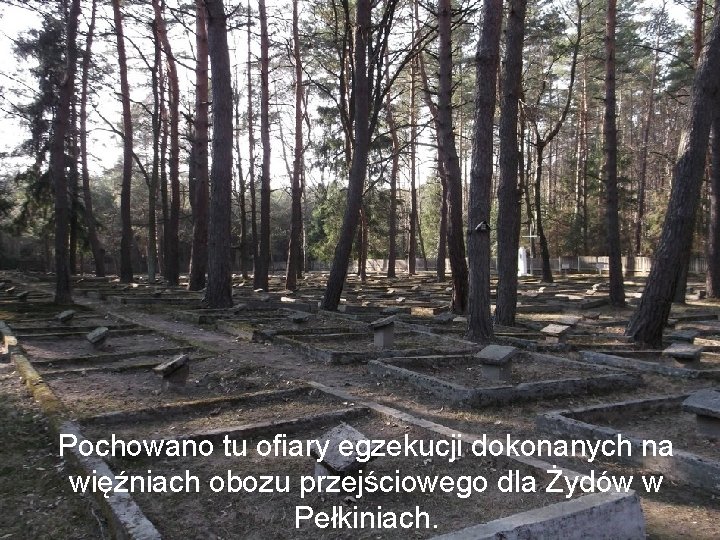 Pochowano tu ofiary egzekucji dokonanych na więźniach obozu przejściowego dla Żydów w Pełkiniach. 