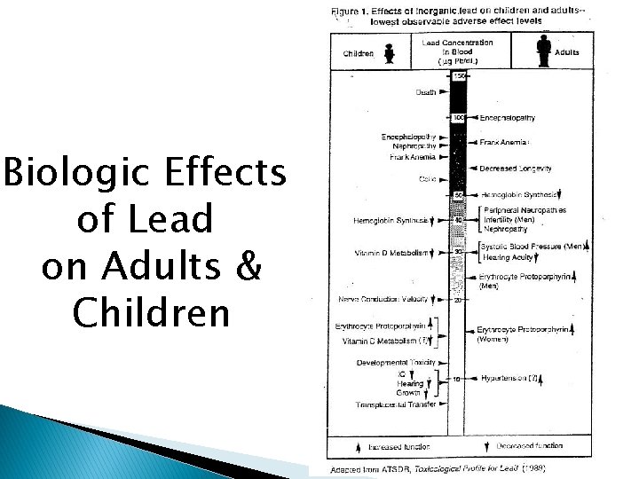 Biologic Effects of Lead on Adults & Children 