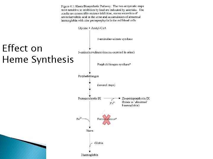 Effect on Heme Synthesis 