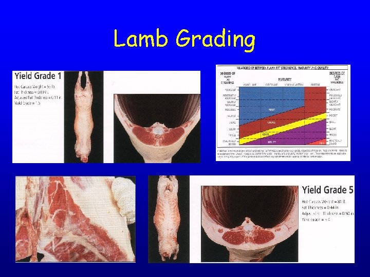 Lamb Grading 