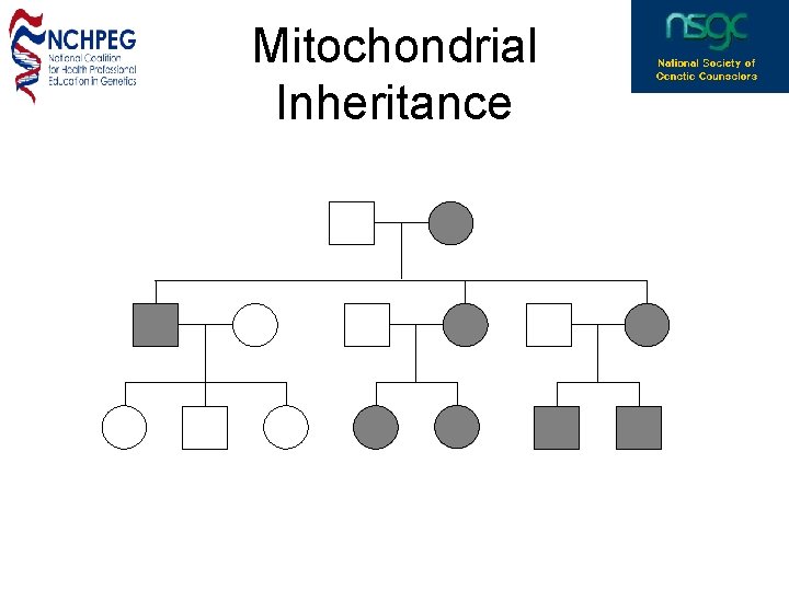 Mitochondrial Inheritance 