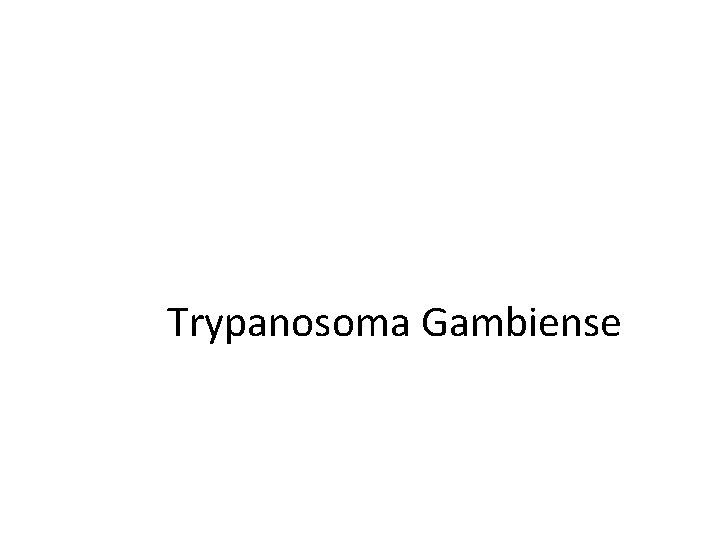 Trypanosoma Gambiense 