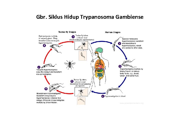 Gbr. Siklus Hidup Trypanosoma Gambiense 