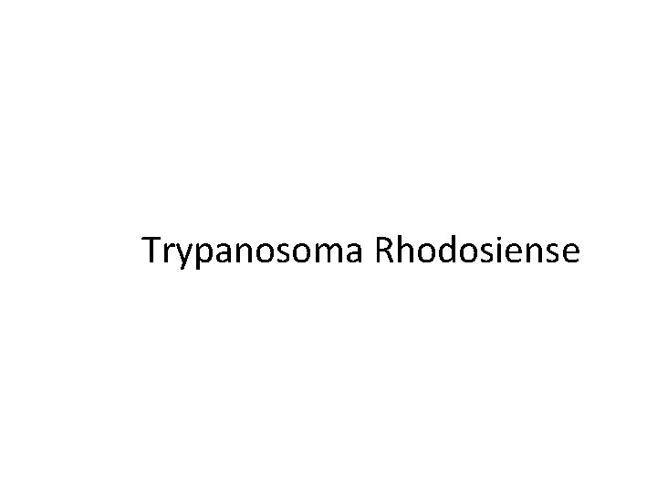 Trypanosoma Rhodosiense 