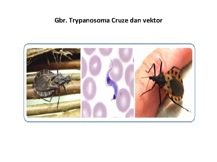 Gbr. Trypanosoma Cruze dan vektor 