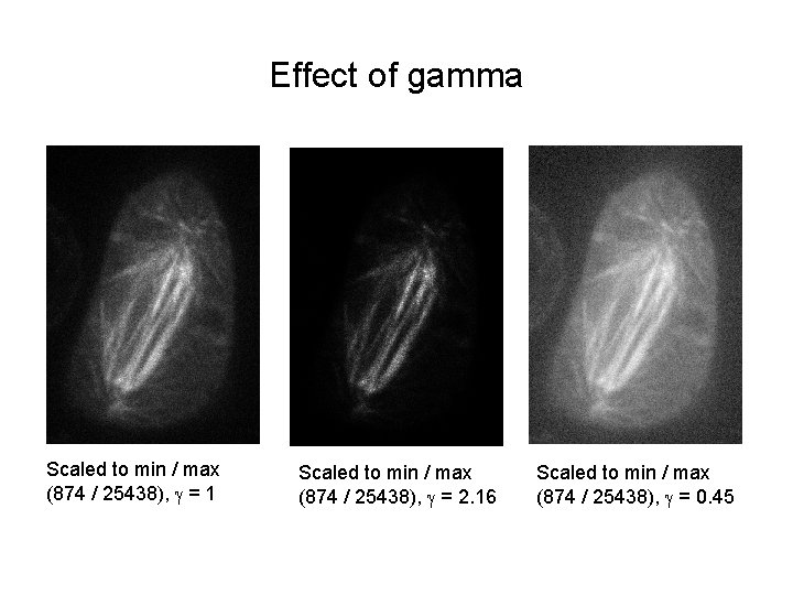 Effect of gamma Scaled to min / max (874 / 25438), g = 1