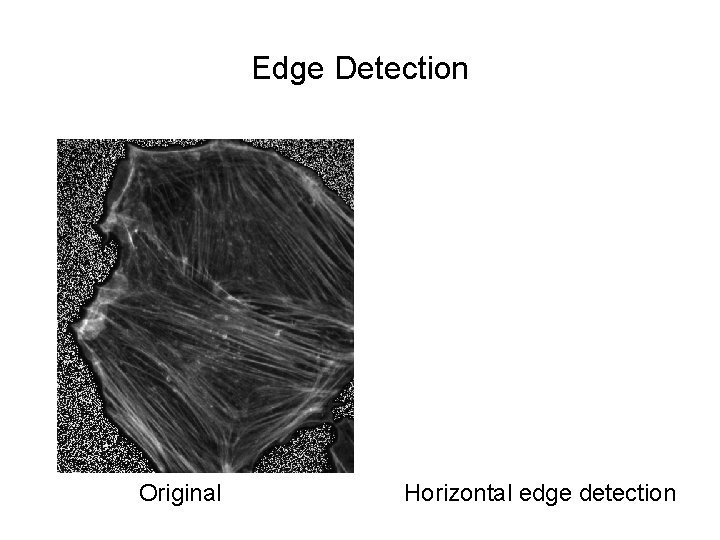 Edge Detection Original Horizontal edge detection 