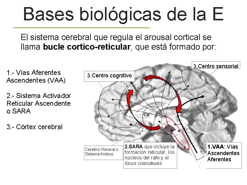 Bases biológicas de la E El sistema cerebral que regula el arousal cortical se