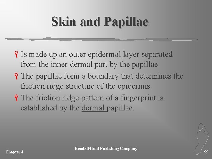 Skin and Papillae LIs made up an outer epidermal layer separated from the inner