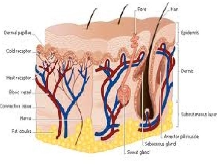 Chapter 4 Kendall/Hunt Publishing Company 56 
