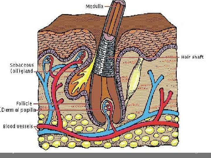 Chapter 4 Kendall/Hunt Publishing Company 57 