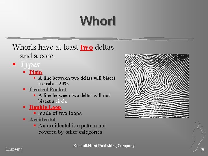 Whorls have at least two deltas and a core. § Types § Plain §
