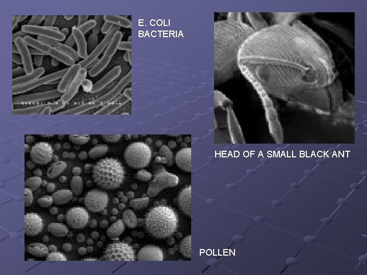 E. COLI BACTERIA HEAD OF A SMALL BLACK ANT POLLEN 