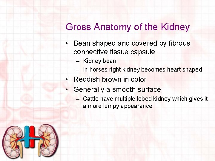 Gross Anatomy of the Kidney • Bean shaped and covered by fibrous connective tissue