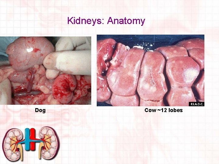 Kidneys: Anatomy Dog Cow ~12 lobes 