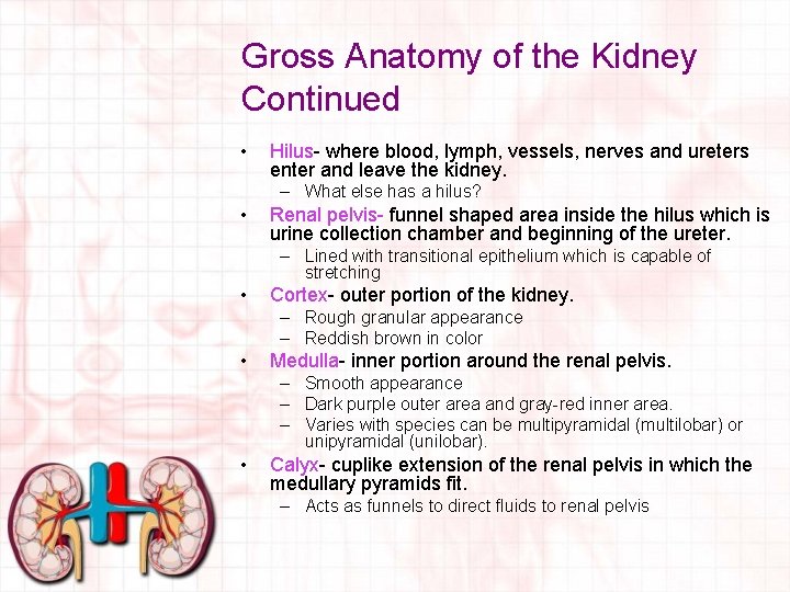 Gross Anatomy of the Kidney Continued • Hilus- where blood, lymph, vessels, nerves and