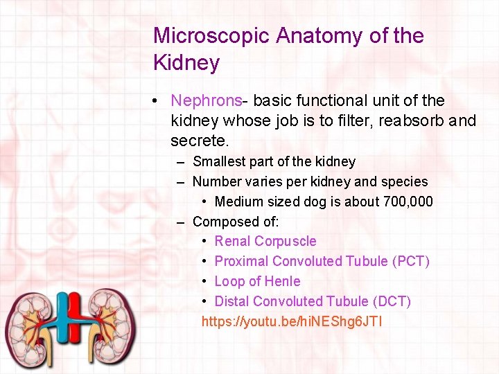 Microscopic Anatomy of the Kidney • Nephrons- basic functional unit of the kidney whose