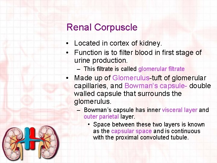 Renal Corpuscle • Located in cortex of kidney. • Function is to filter blood