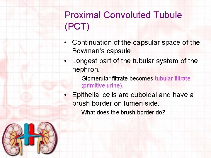 Proximal Convoluted Tubule (PCT) • Continuation of the capsular space of the Bowman’s capsule.