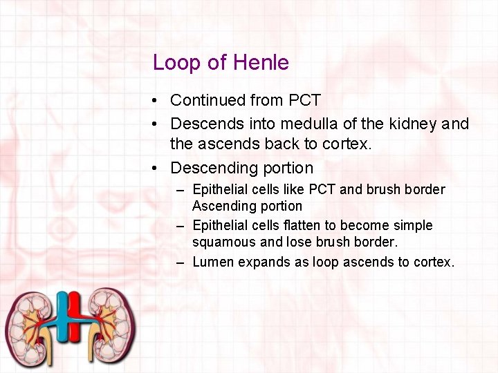 Loop of Henle • Continued from PCT • Descends into medulla of the kidney