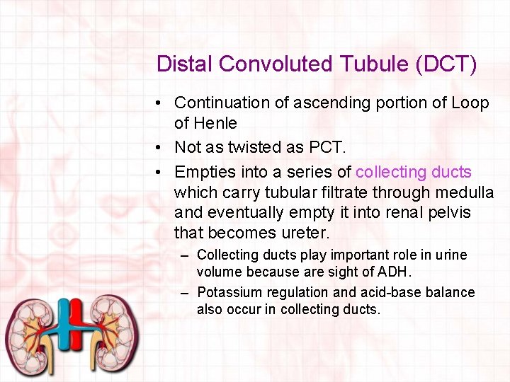 Distal Convoluted Tubule (DCT) • Continuation of ascending portion of Loop of Henle •
