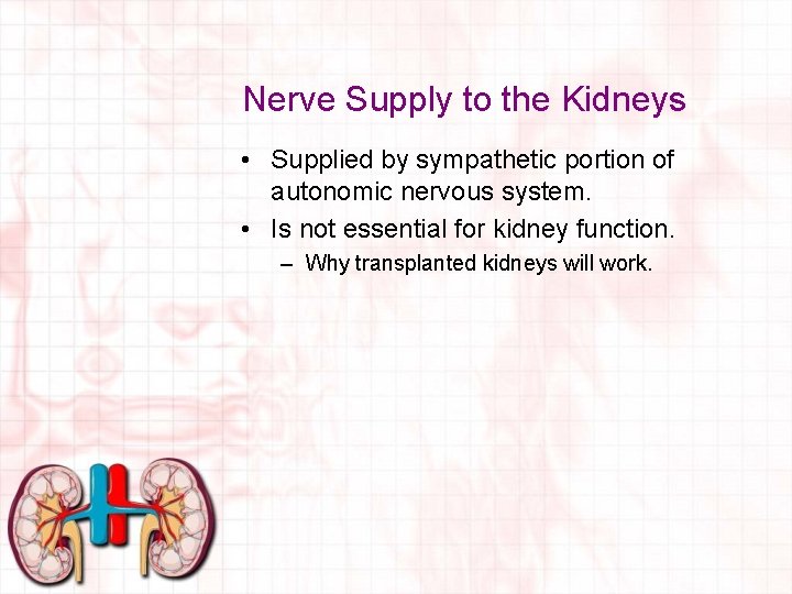 Nerve Supply to the Kidneys • Supplied by sympathetic portion of autonomic nervous system.