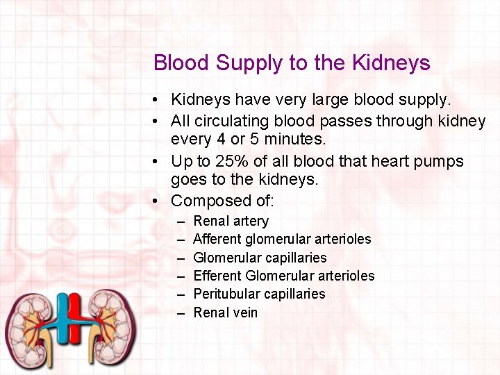Blood Supply to the Kidneys • Kidneys have very large blood supply. • All