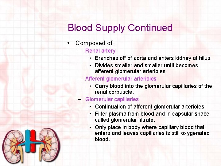 Blood Supply Continued • Composed of: – Renal artery • Branches off of aorta