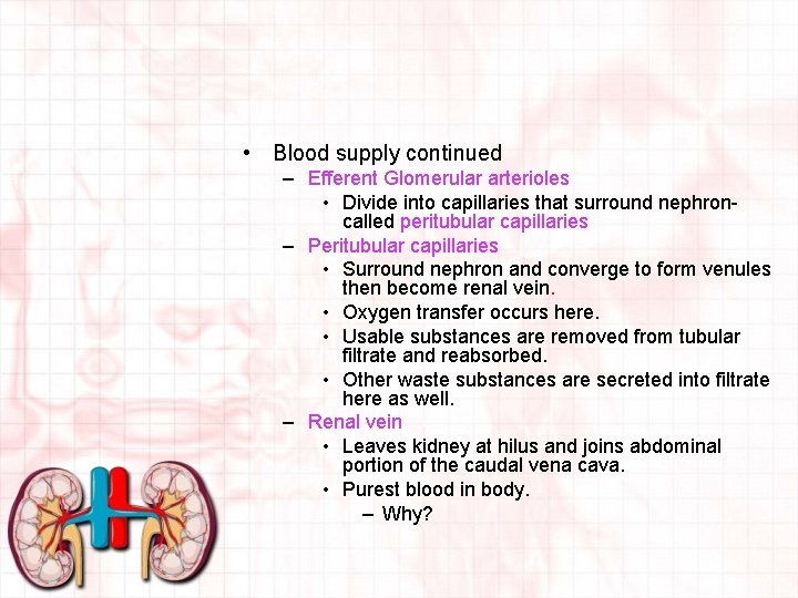  • Blood supply continued – Efferent Glomerular arterioles • Divide into capillaries that