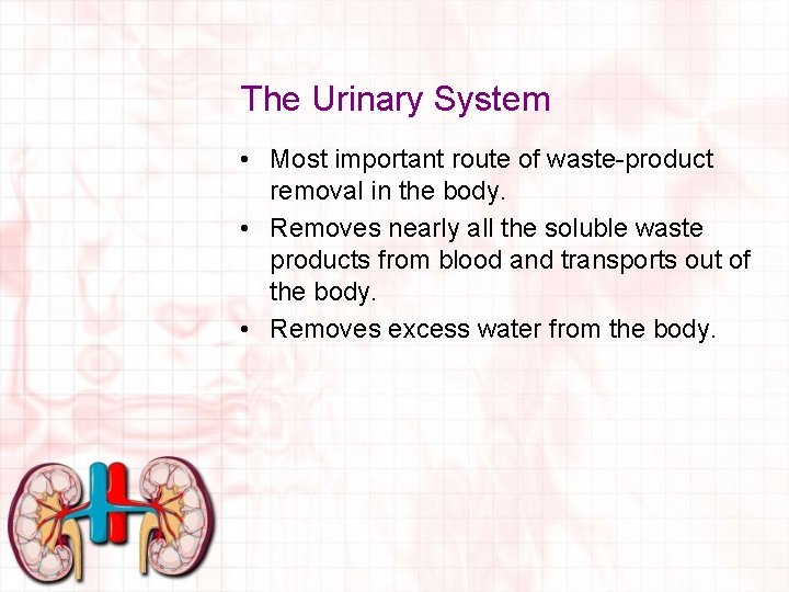 The Urinary System • Most important route of waste-product removal in the body. •