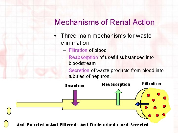Mechanisms of Renal Action • Three main mechanisms for waste elimination: – Filtration of