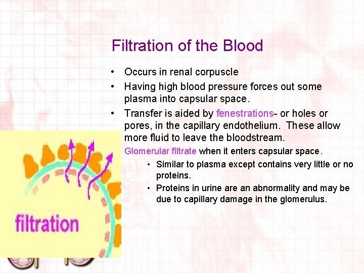 Filtration of the Blood • Occurs in renal corpuscle • Having high blood pressure