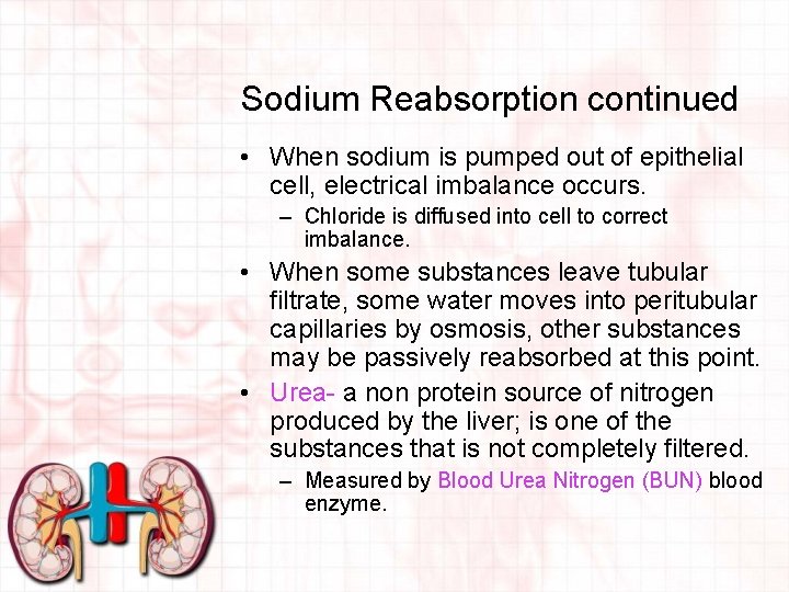 Sodium Reabsorption continued • When sodium is pumped out of epithelial cell, electrical imbalance