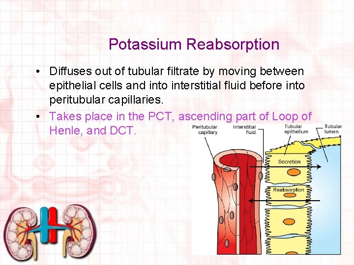 Potassium Reabsorption • Diffuses out of tubular filtrate by moving between epithelial cells and