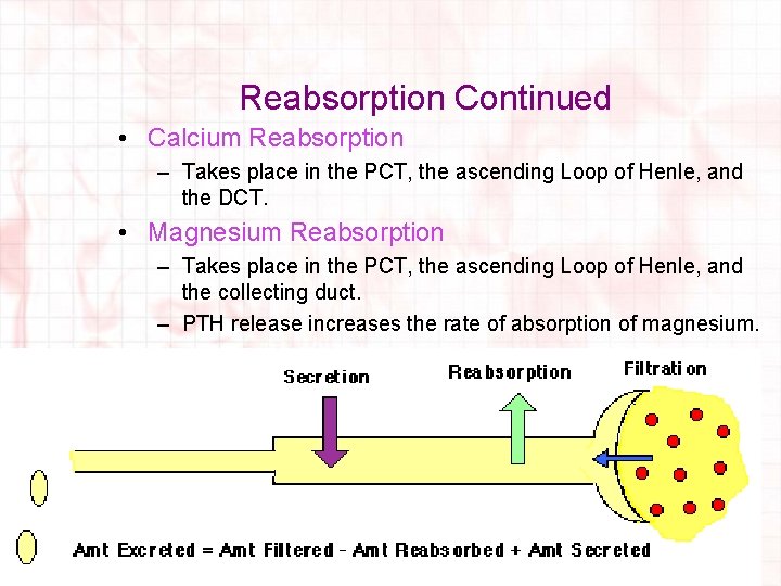 Reabsorption Continued • Calcium Reabsorption – Takes place in the PCT, the ascending Loop